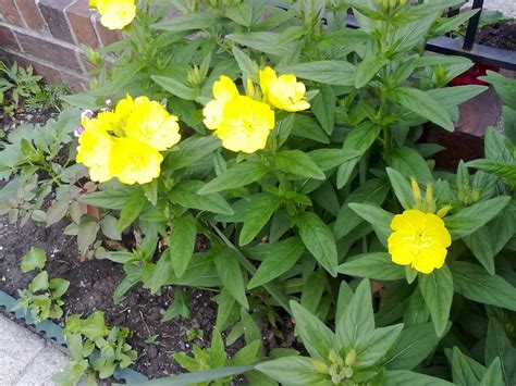 As the name suggests, the yellow. A Boulevard Gardener: More neighborhood plant identification