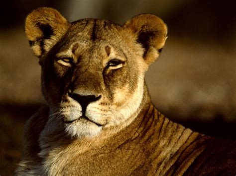 ギャラリー：百獣の王ライオンの様々な表情 写真11点 ナショナルジオグラフィック日本版サイト