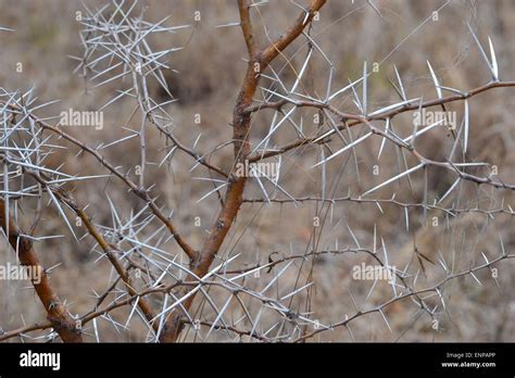 African Thorn Tree High Resolution Stock Photography And Images Alamy