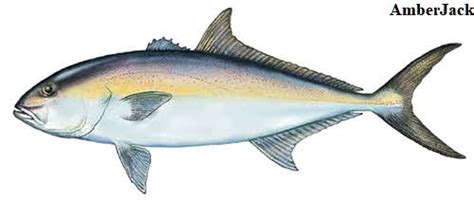 Amberjack Extra Lean Firm White Meat With Mild Flavor