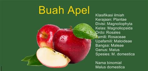 Sudah terbukti kalau buah apel memang mempunyai segudang manfaat baik kecantikan maupun kesehatan. Gambar Buah Apel Dan Manfaatnya - Koleksi Gambar HD