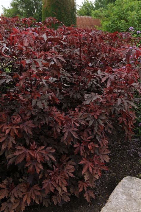 In usda zone 8, the shrub dies to the ground with the first frost but sprouts Mahogany Splendor Maple-Leaf Hibiscus - Monrovia ...