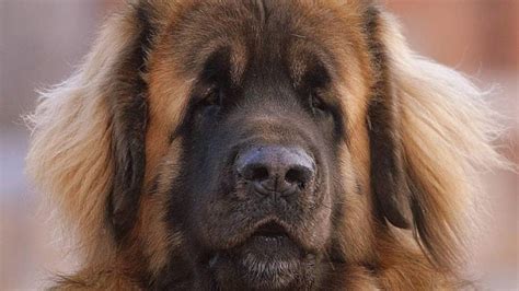 14 Astonishing Facts About Leonbergers Page 2 Of 4 Petpress