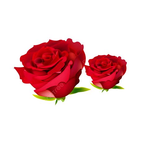 Rose Flowers Design Rose Flower Valentine Day Red Rose Flower Png