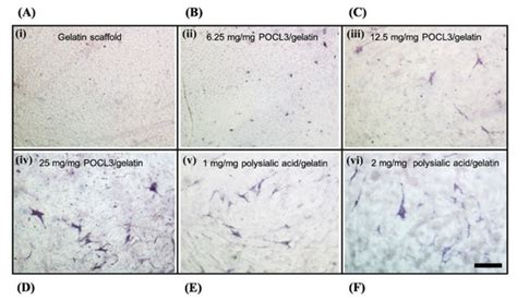 Cell culture is the process by which cells are grown under controlled conditions, generally outside their natural environment. Bioengineering | An Open Access Journal from MDPI