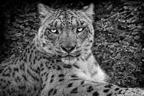 Snow Leopard Snow Leopard Big Cats Snow Images