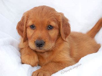 They are no different from traditional goldens except in their coat color. Bremmatic: Red Golden Retriever Puppies For Sale In Texas