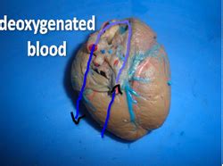 The deoxygenated blood of arthropods is colorless, but it turns blue, when it is converted to oxygenated blood. Deoxygenated blood to the heart - SignWiki