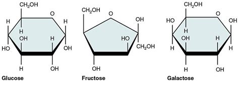 32 Structure Of Galactose And Glucose Structureofgalactose1