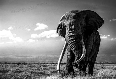 Elephant Black And White Wallpapers Top Free Elephant Black And White