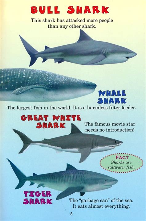 They found in swallow waters. Bull Shark Vs Great White - Bull Shark Wikipedia - Unlike ...