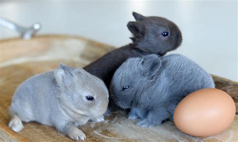 Pin By Elaine Tilton On Bunnies Pet Rabbit Dwarf Bunnies Cute Animals