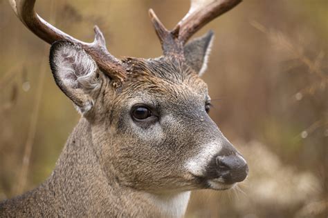 Whitetail Vision Shedding Light On Deer Eyesight Outdoorhub