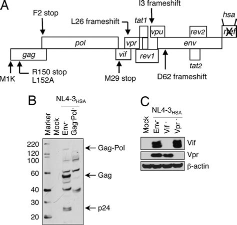 The Vif And Vpr Accessory Proteins Independently Cause Hiv 1 Induced T