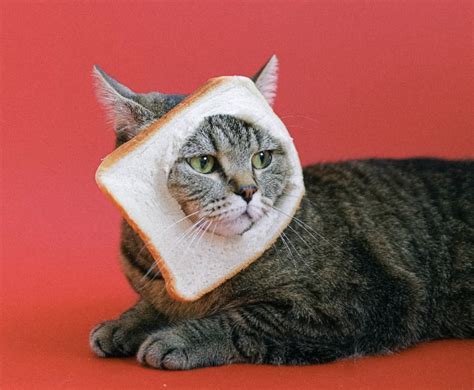 Cat Breading Is Taking Over The Internet And Annoying Felines