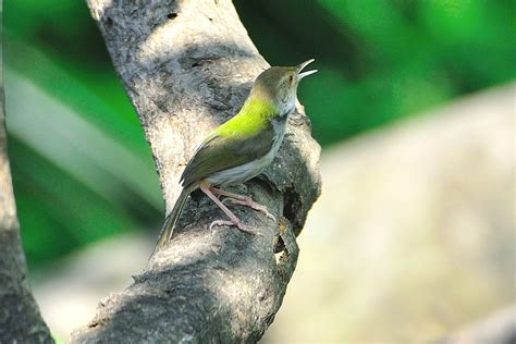 Common Tailorbird Or Tuntuni In Bengali The Common Tai Flickr