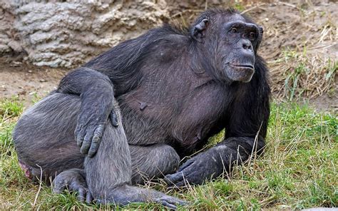 Le Chimpanzé Un Grand Singe Menacé Chimpanzé Grand Singe Animaux