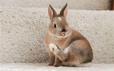 Top 10 Netherland Dwarf Rabbit Facts Origin Care Guide Own Your Pet