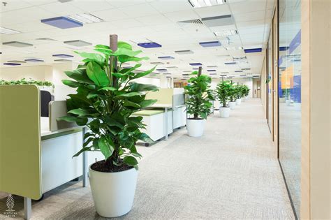 Plant Rental Service Green Wall Potted Plants Artificial Green