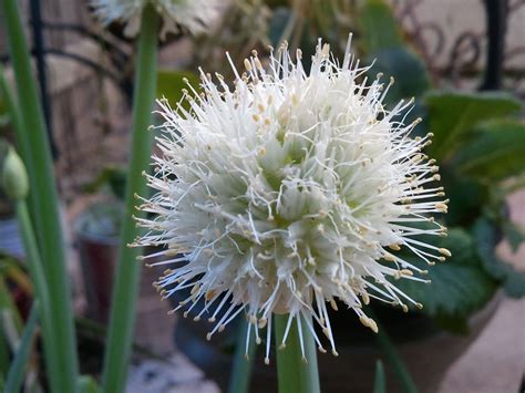 Maybe you would like to learn more about one of these? Green onion, flowering | Flowers, Plants, Garden