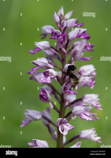 Military Orchid Orchis Militaris With Buff Tailed Bumblebee Bombus