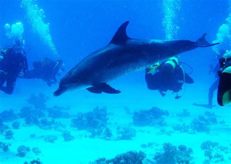 Dolphin Safaris With Aquastars