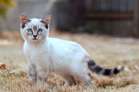 Gambar Kucing Imut Dan Lucu Kumpulan Gambar