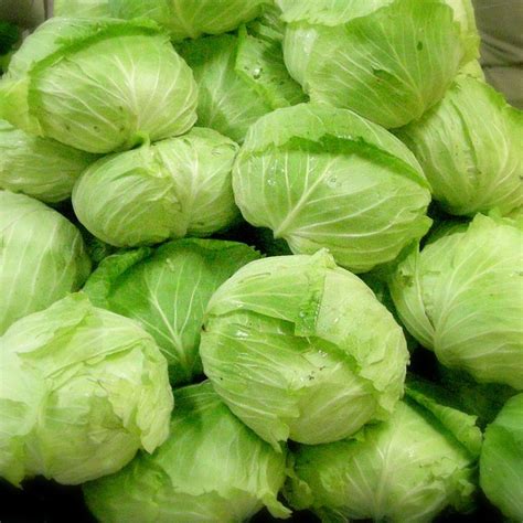 supplier sayuran segar murah jakarta sayur mayur murah pusat