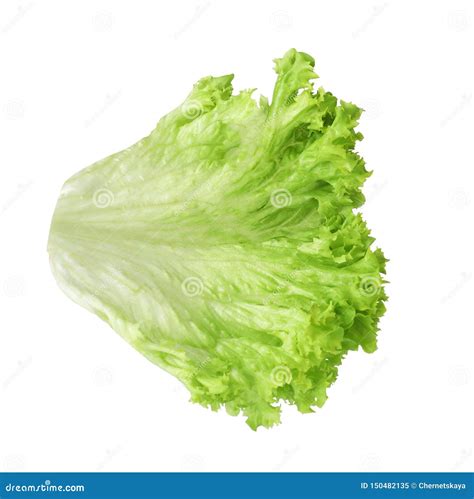 leaf of fresh lettuce for burger isolated on white stock image image of organic fresh 150482135