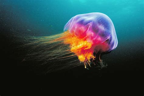 Скачивай и слушай matrang медуза и matrang медуза 2017 на zvooq.online! Самая ядовитая медуза в мире