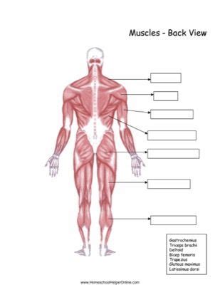 The human muscular system anatomy chart is a gorgeous yet complete guide to the human muscular system, displaying a human figure from front and back. Back View Muscles Worksheet | Muscular system for kids, Human body activities, Homeschool