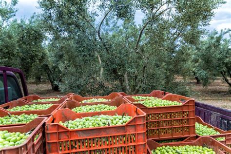 Olives Harvesting In A Field In Chalkidiki Greece Stock Photo Image