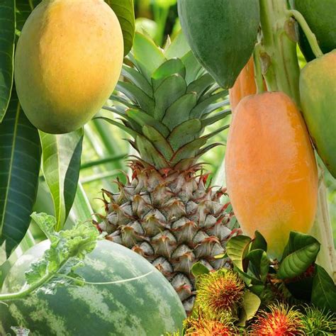 Where can i buy a tropical smoothie gift card. Tropical Fruit (by the case) - Cha's Organics