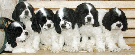 Cockalier (cocker spaniel / cavalier king charles spaniel) puppies for sale, we carry variety breed from toy to large breeds here. Zim Family Black And White Puppy Picture Hall Of Fame