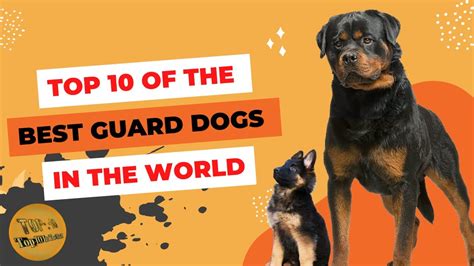 Top 10 Best Guard Dogs In The World Advantages And Disadvantages