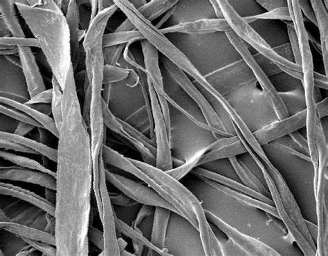 Electron Micrograph Of Cotton Fiber Spinning Pinterest Fabrics