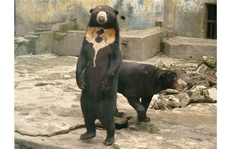 China Zoo Our Bears Are Real The Iola Register