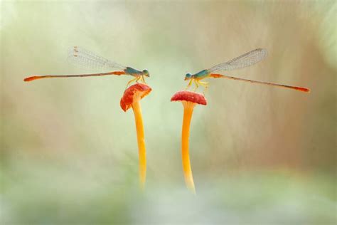Two Dragonflies Flying Together Spiritual Meaning 2023