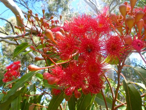 Corymbia Hybrid ‘summer Red Flowering Gum Gardening With Angus