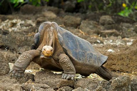 Galapagos Tortoise Longest Living Vertebrate Animal Environment Buddy