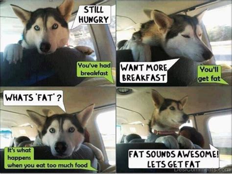 These pictures of this page are about:fat doge wallpaper meme. 50 Mad Dog Memes - Funny Pictures - DesiComments.com