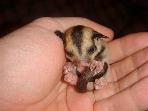 Cute Small Exotic Pets