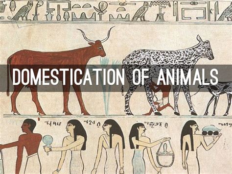 Domestication Of Animals By Kretmama10