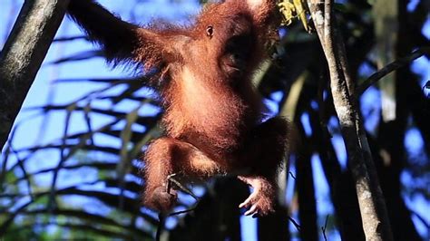 100000 Orangutans Killed In 16 Years Bbc News