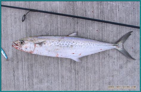 They are found in both temperate and. Indo-Pacific King Mackerel