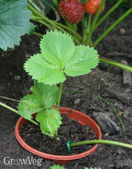 How To Grow New Strawberry Plants From Runners