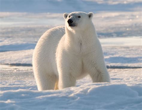 Polar Bear Wwf