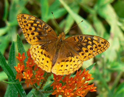 Orange Butterfly Identification Guide With Photos Owlcation