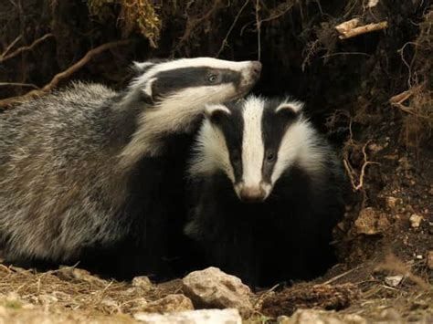 Police Investigating After Badger Found Nailed To A Tree