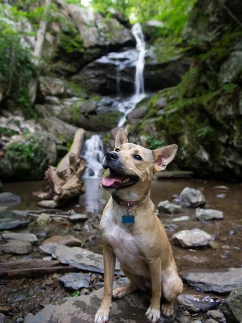 The Most (and Least) Pet-Friendly National Parks | Travel Channel | Dog